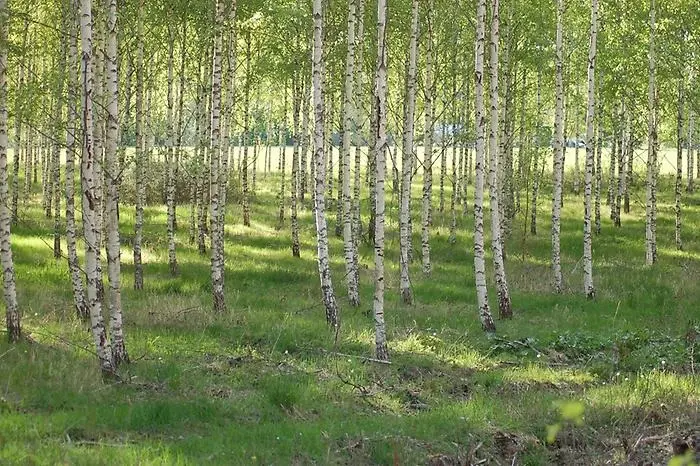 birch forest