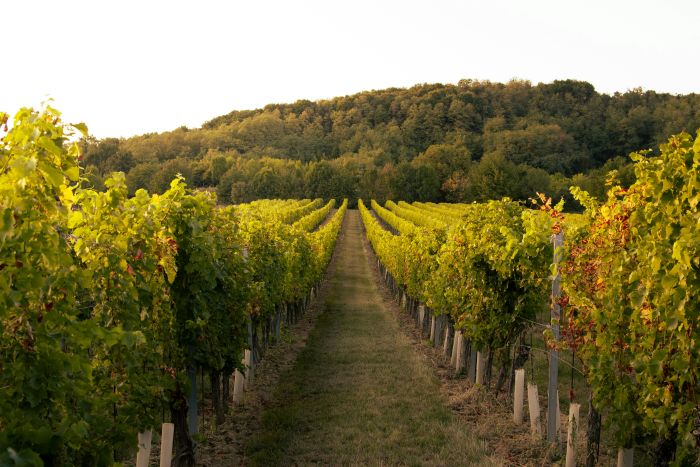 vinrankor